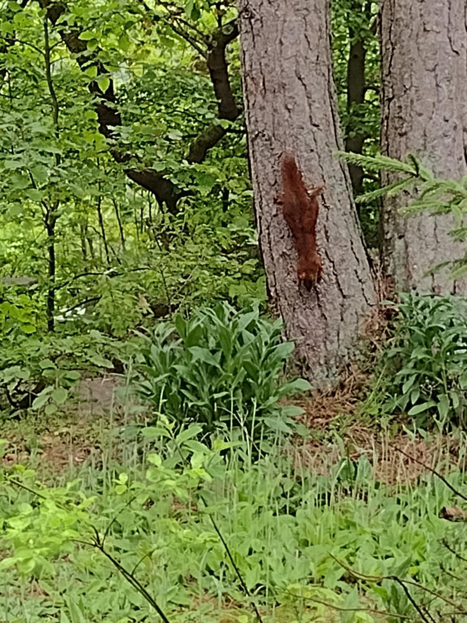 Olifant In Osterode Leilighet Osterode am Harz Eksteriør bilde
